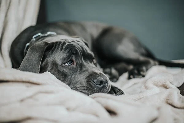 Black dog lying on blanket