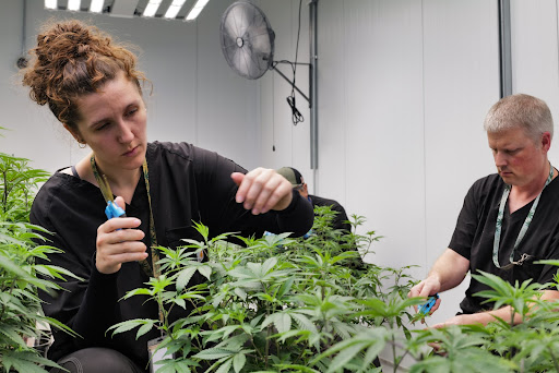 Picture shows a woman and a man holding scissors and carefully trimming marijuana plants, it’s Ari Pascoe and her co-worker Jonathan Thompson. They’re inside of an indoor, boutique cannabis grow room at The Source Cannabis Dispensary, Grow, and Lab in Rogers, Arkansas.