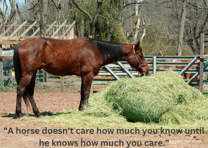 Meaningful Inspirational Horse Quotes