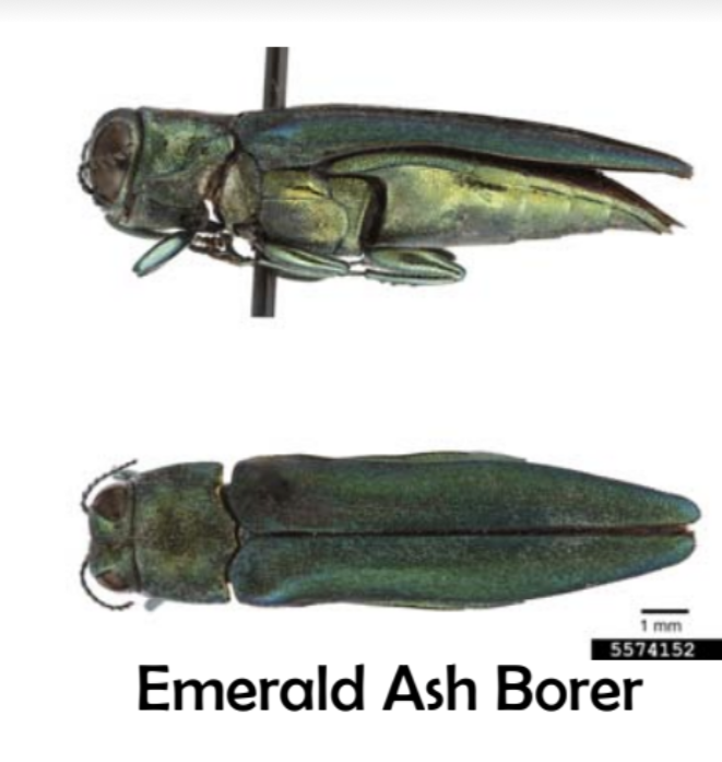 two side views of an Emerald Ash Borer