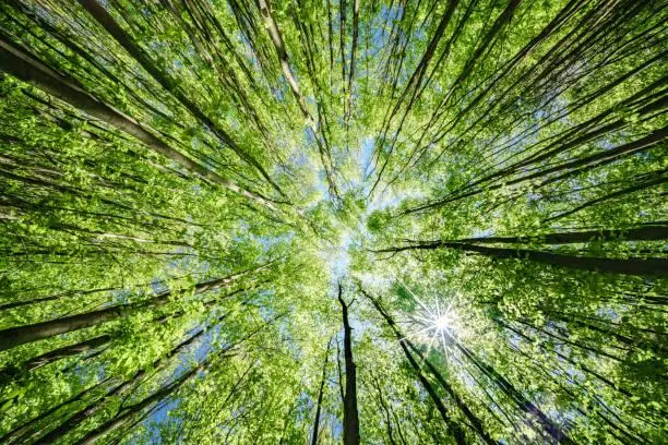 Untouched Beauty: 20 Photos That Feel Like a Breath of Fresh Air, untouched nature, fresh air photos, nature, forest, landscape, wild nature, raw beauty