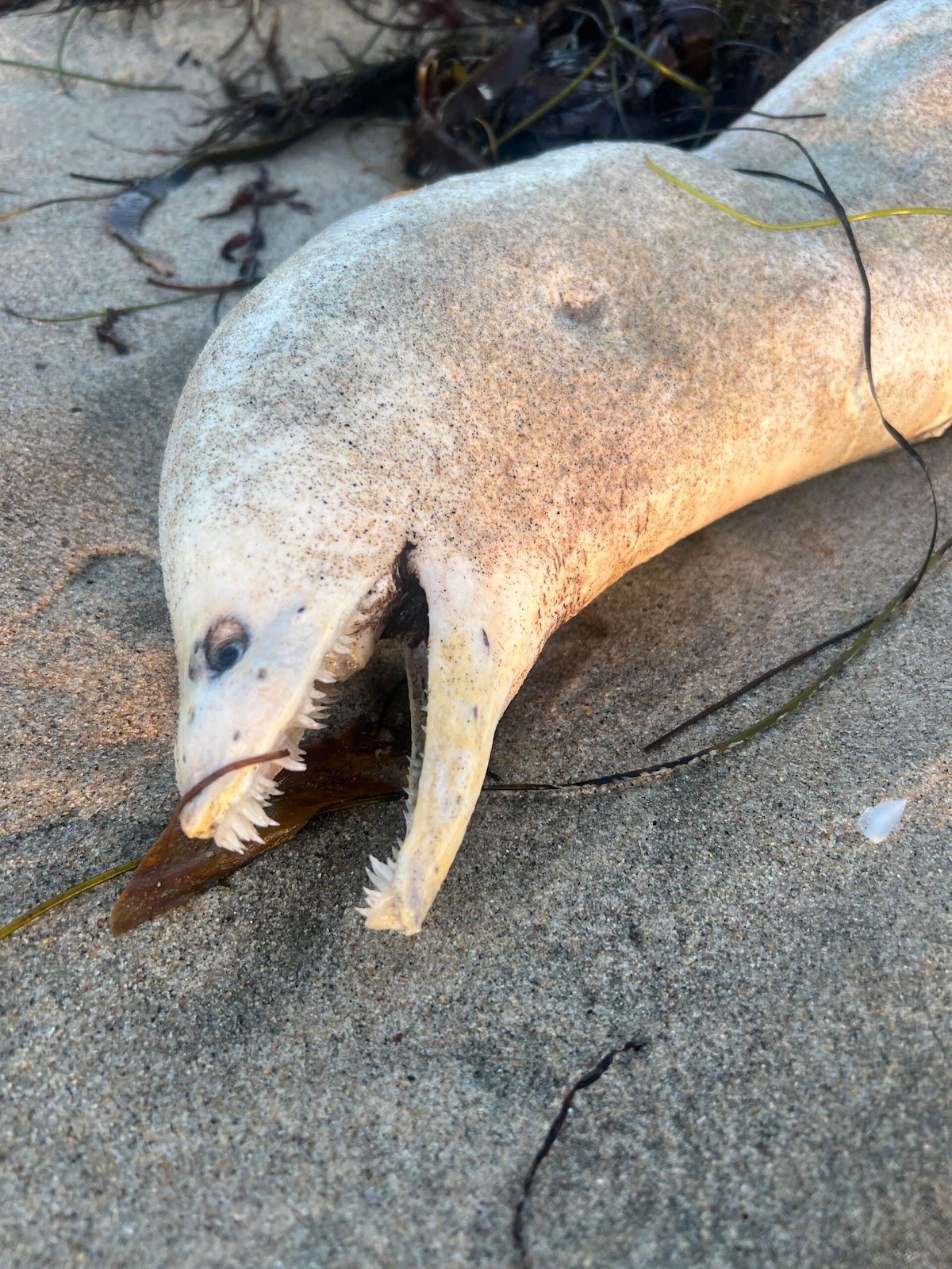 Murène échouée sur une plage californienne.