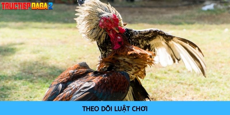 Nắm rõ luật chơi để có chiến thuật phù hợp khi chơi chọi gà