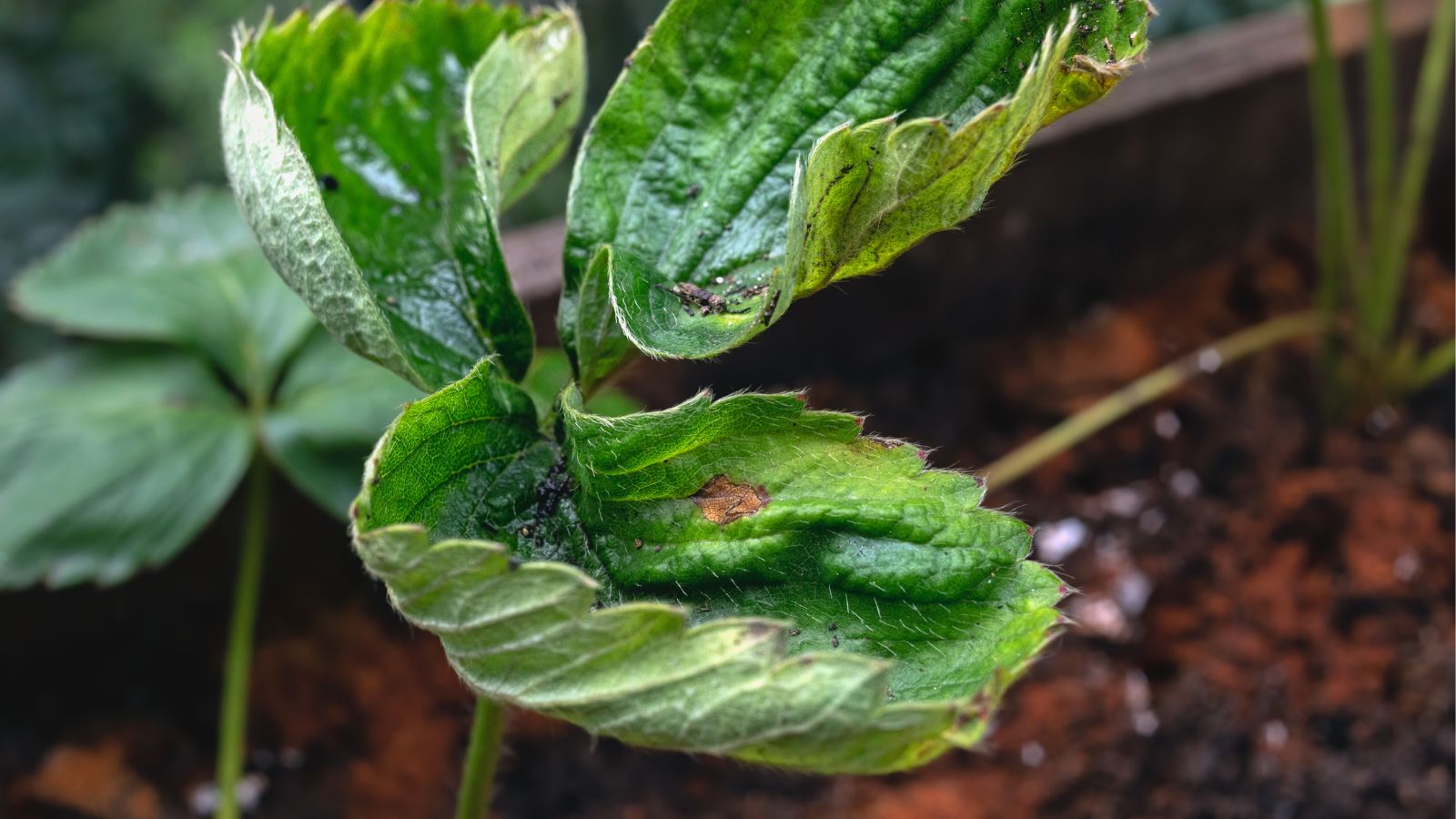 A shot of a leaf of a fruit-bearing plant affected with leaf blight in a well lit area outdoors