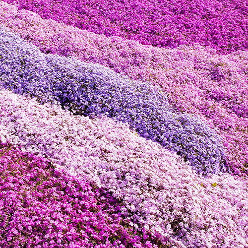 Benefits of Using Creeping Phlox in the Garden