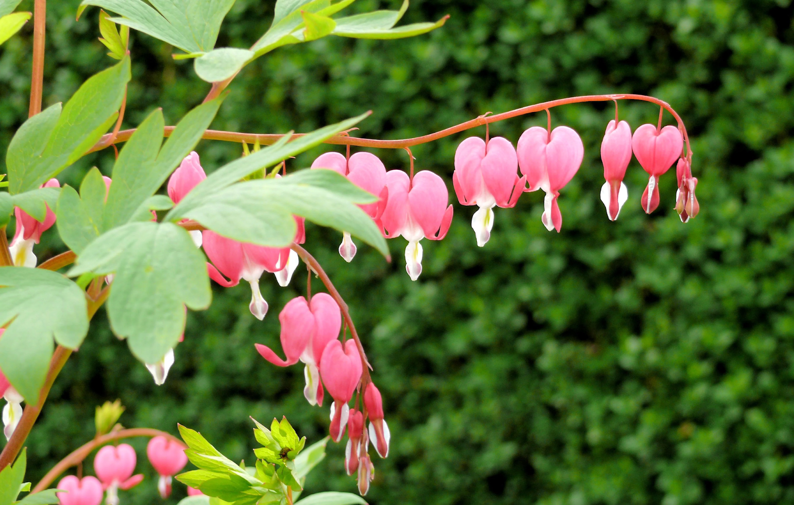 The Bleeding Heart Botanical Description