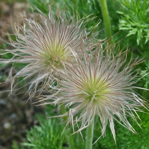 Propagating Pasque-Flowers