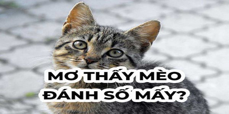 mơ thấy mèo đánh số mấy?