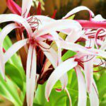 Grand Crinum Lily