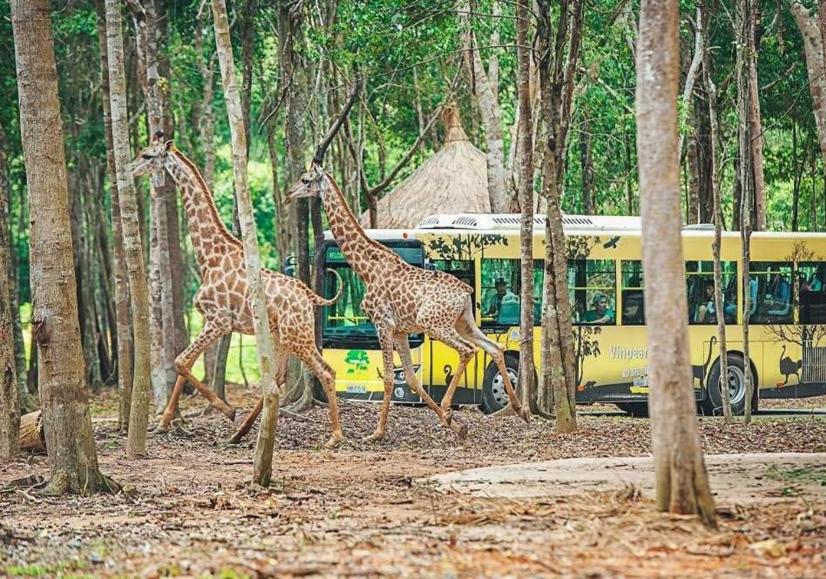 Giraffes running in the woods near a bus

Description automatically generated