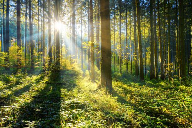 367,400+ Sun Rays Through Trees Stock Photos, Pictures ...