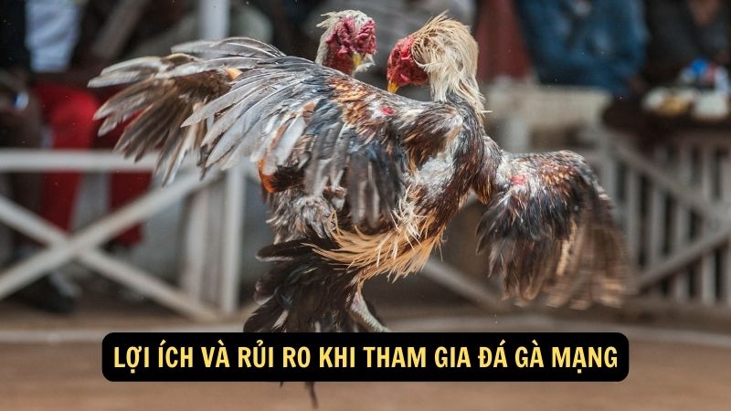 Lợi ích và rủi ro khi tham gia đá gà mạng