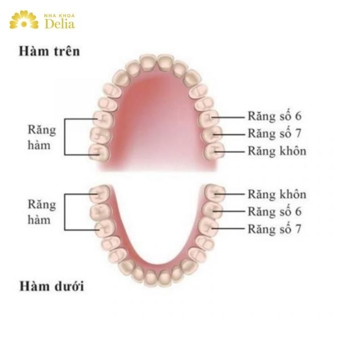 Răng số 6 nằm ở vị trí nào trên cung hàm? 