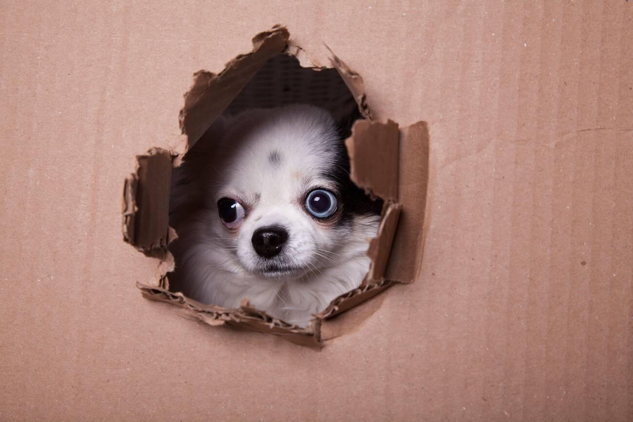 The Treat-Dispensing Puzzle Box