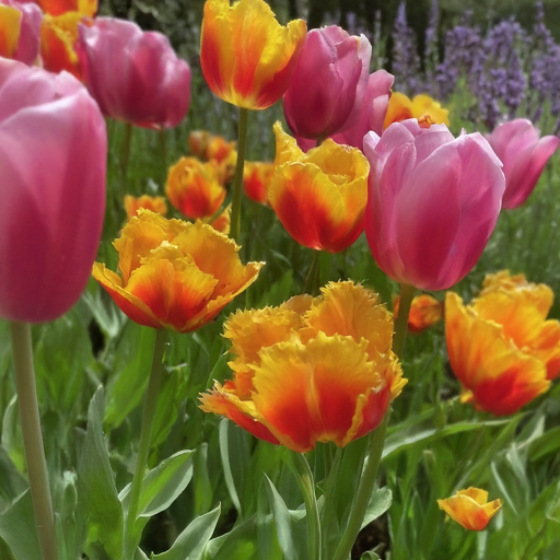 Designing Your Garden with Tulips