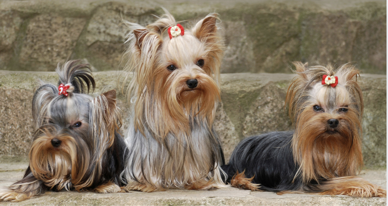 Three Yorkies