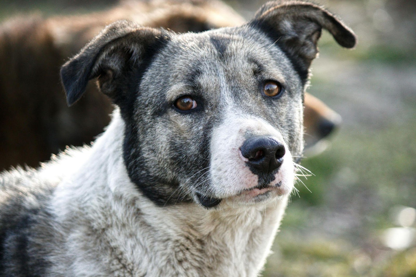 Australian Cattle Dogs: The Clever Tricksters