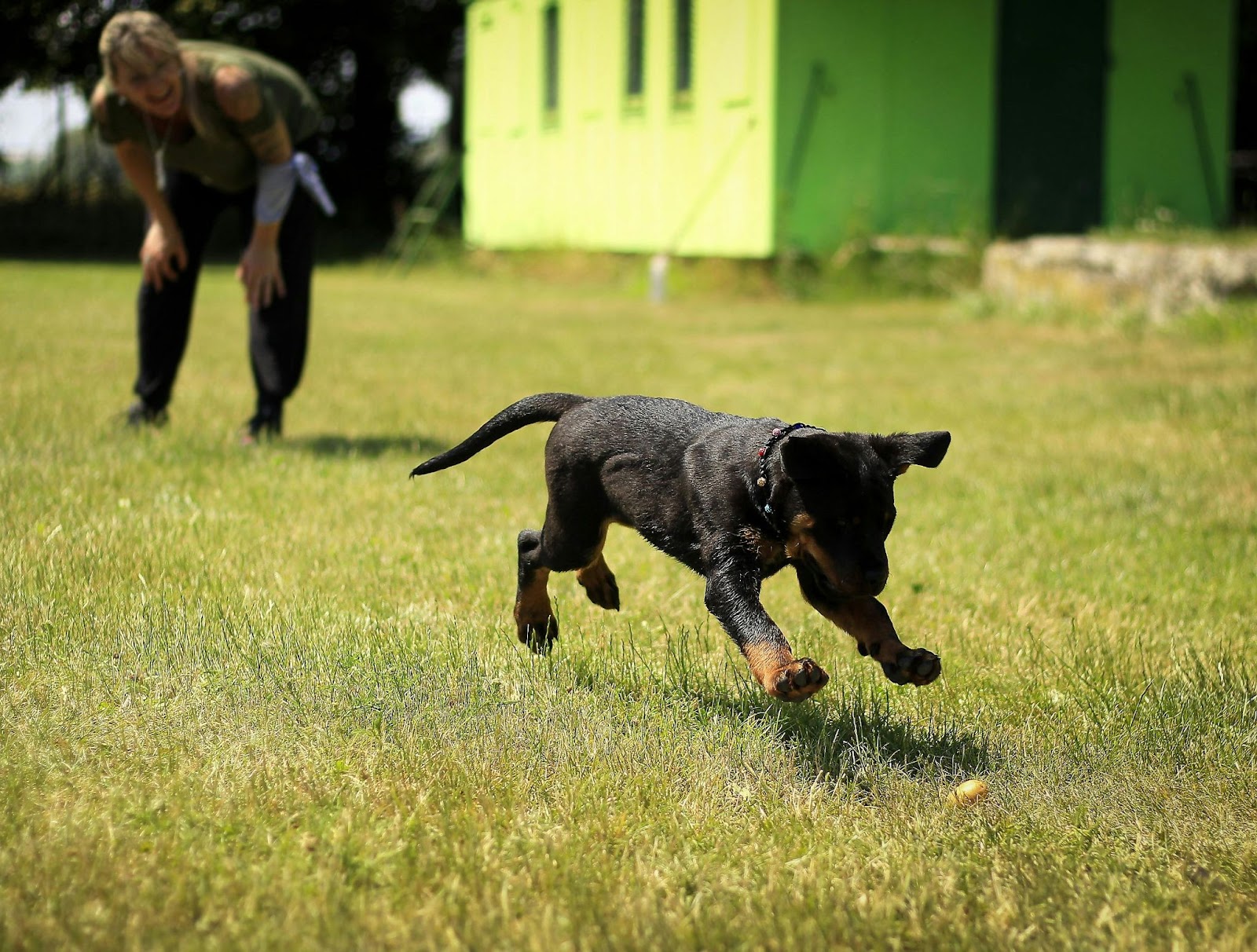 Woman Playing Fetch with Black Puppy