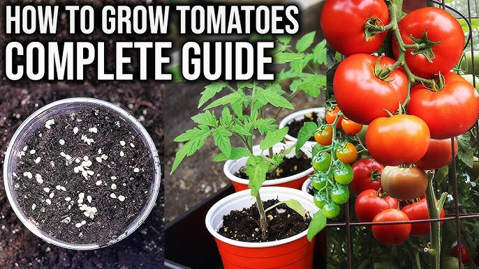 How to Grow Fresh Tomatoes at Home