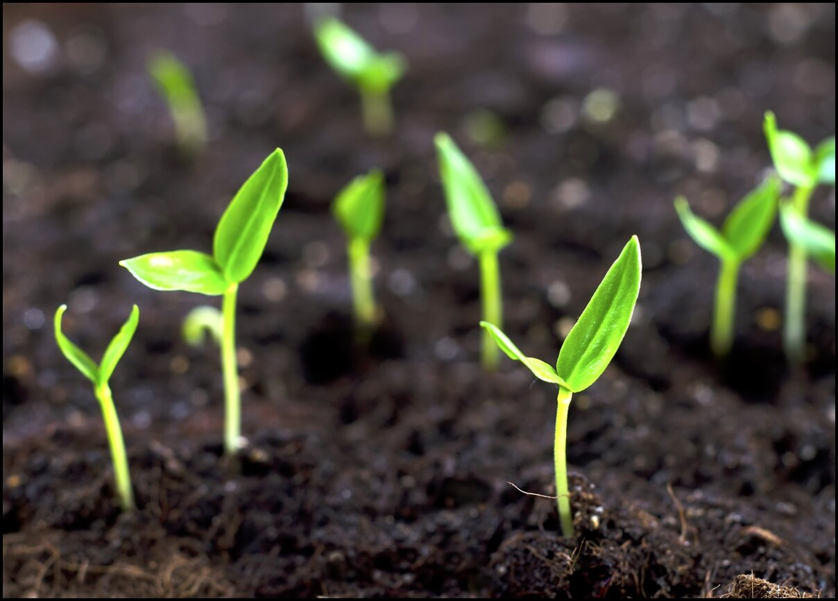 Planting the Bean Seeds