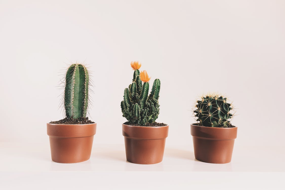 mitos sobre cactos