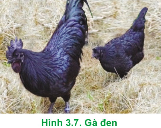 BÀI 3. PHÂN LOẠI VẬT NUÔI