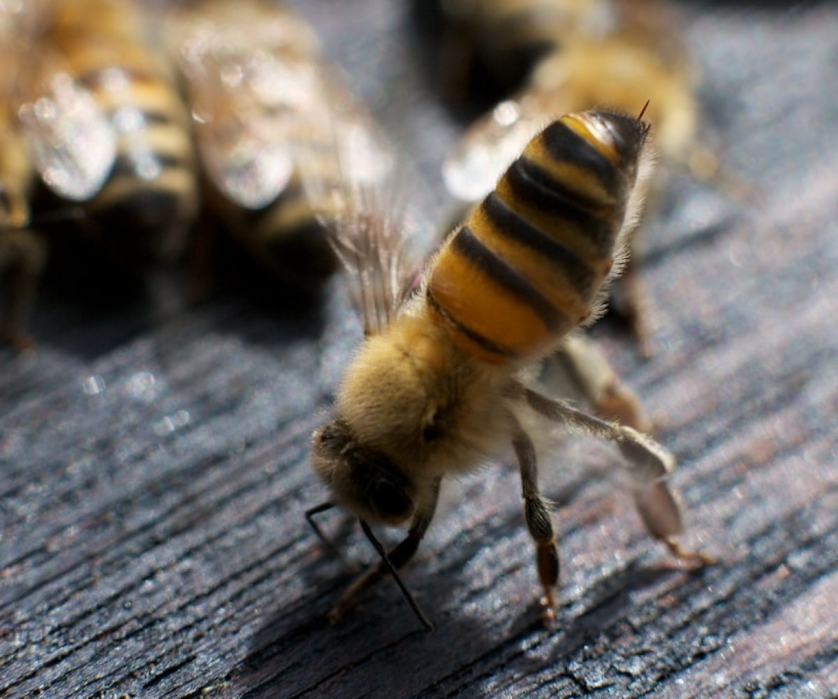 Les phéromones chez les abeilles - Non classifié(e)