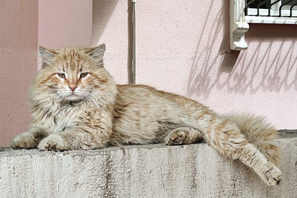 Portrait of a Brown Cat Lying on a Wall