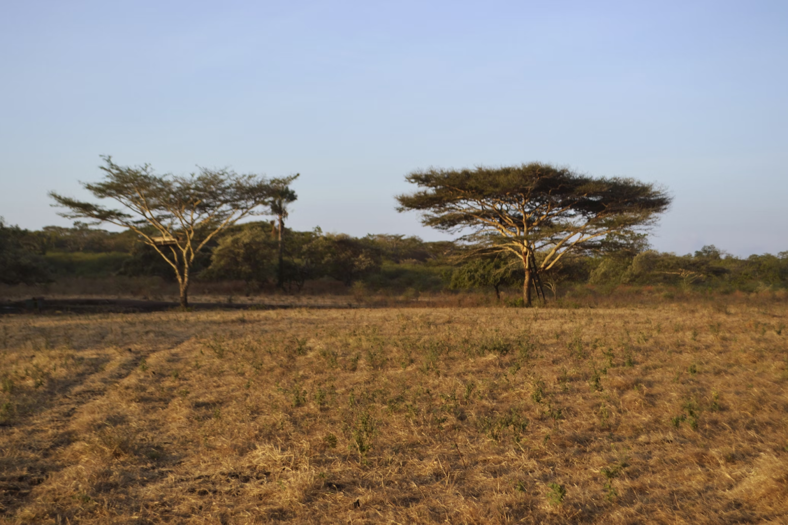 Baluran National Park view