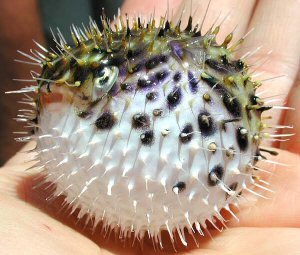 A puffer fish