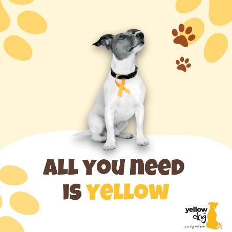 A dog with a yellow ribbon

Description automatically generated