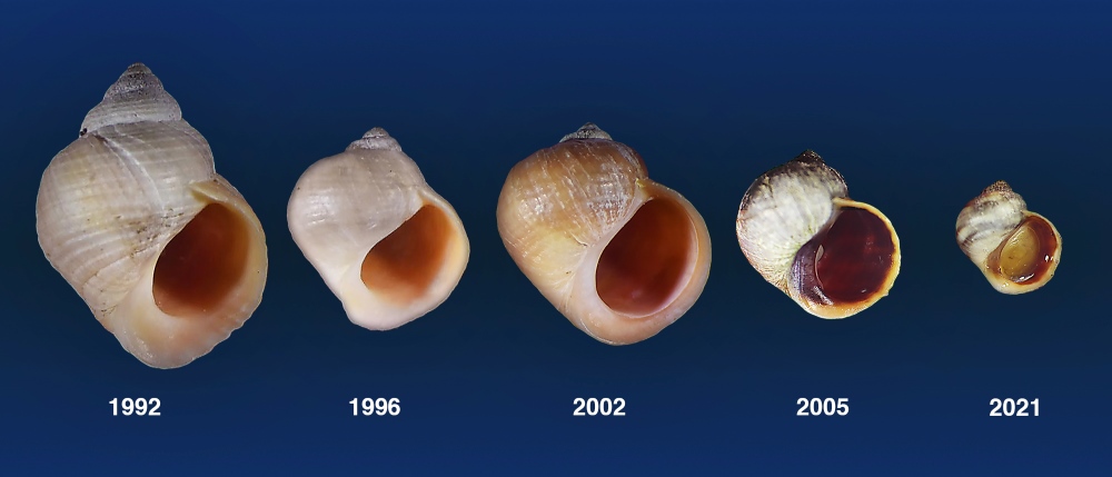 Snail evolution in the making