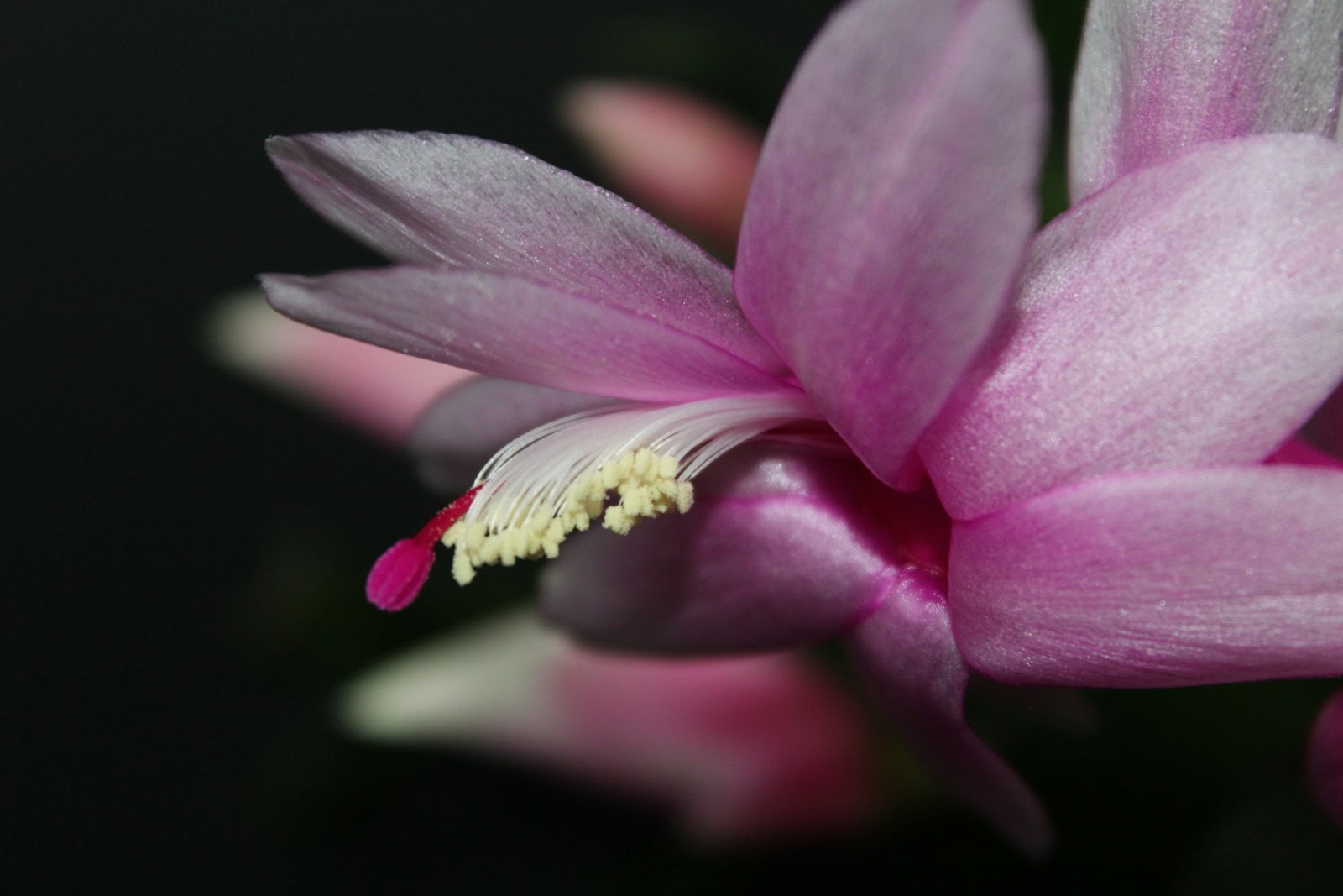 Potted Christmas Cactus