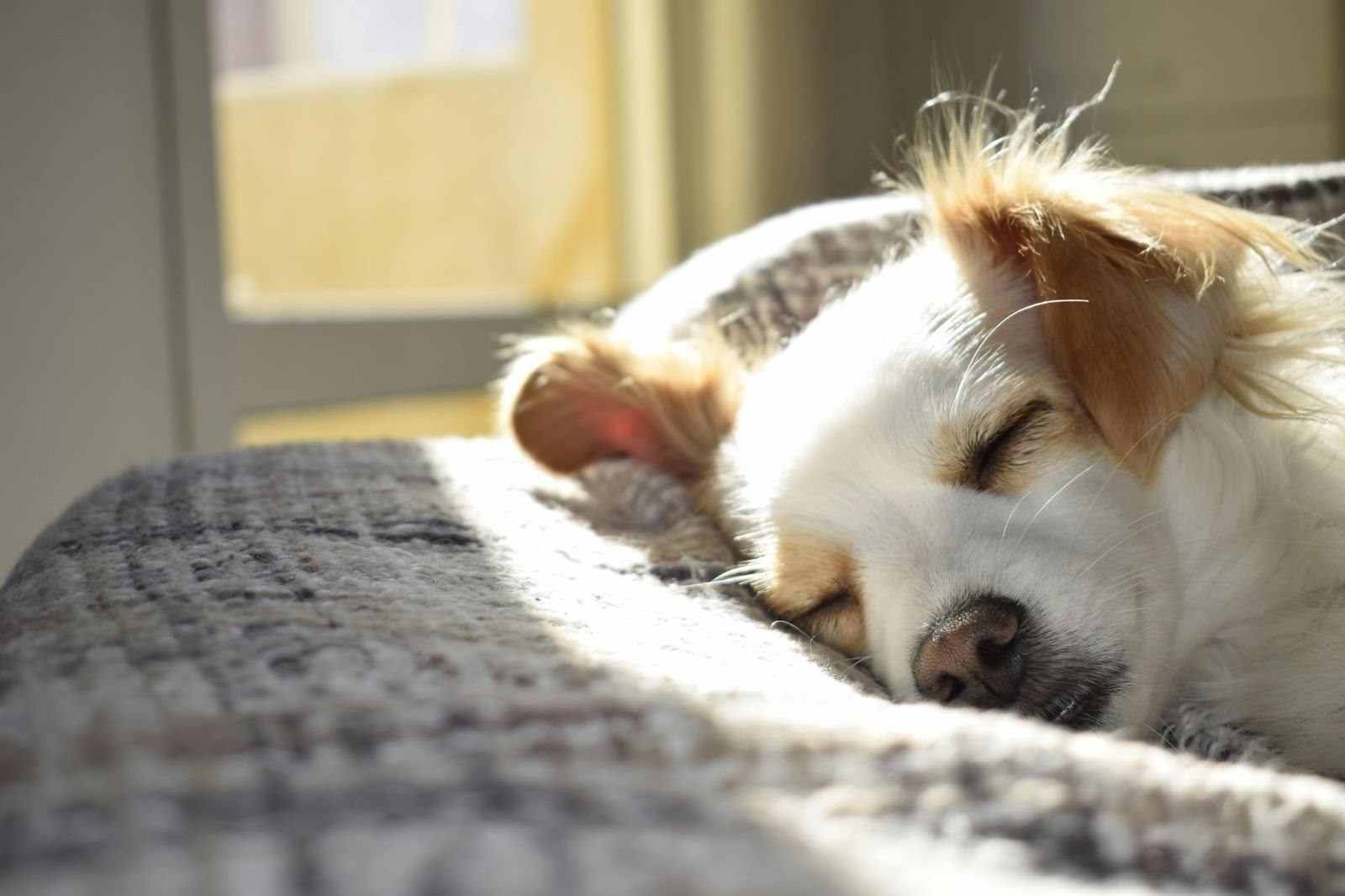 Yellow and White Dog Sleeping in Sunbeam