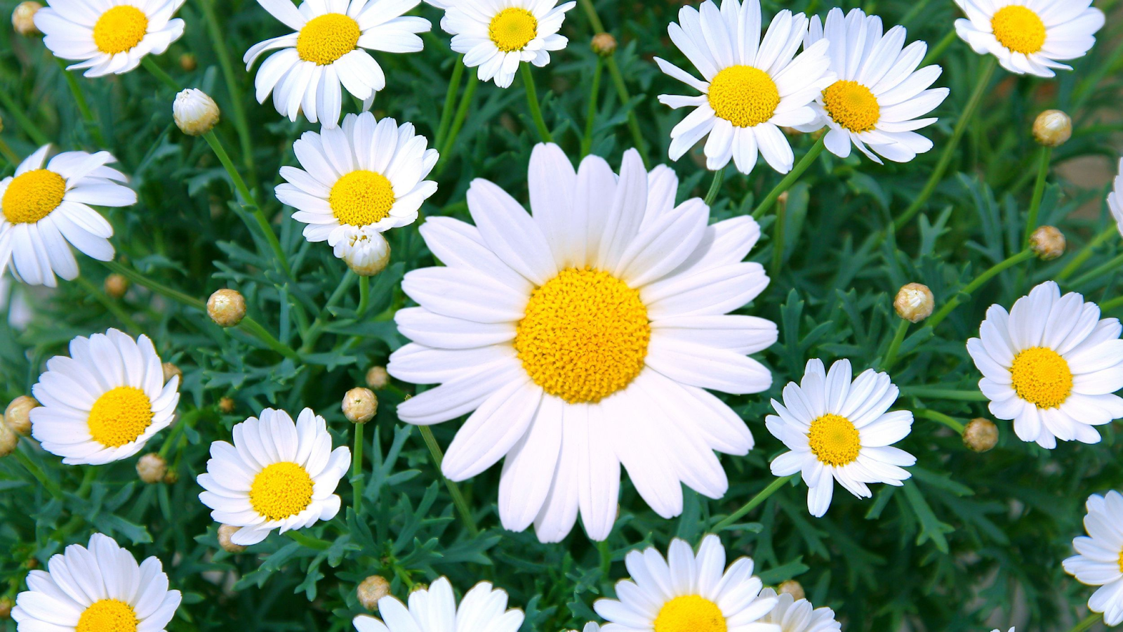 The Shasta daisy Botanical Description