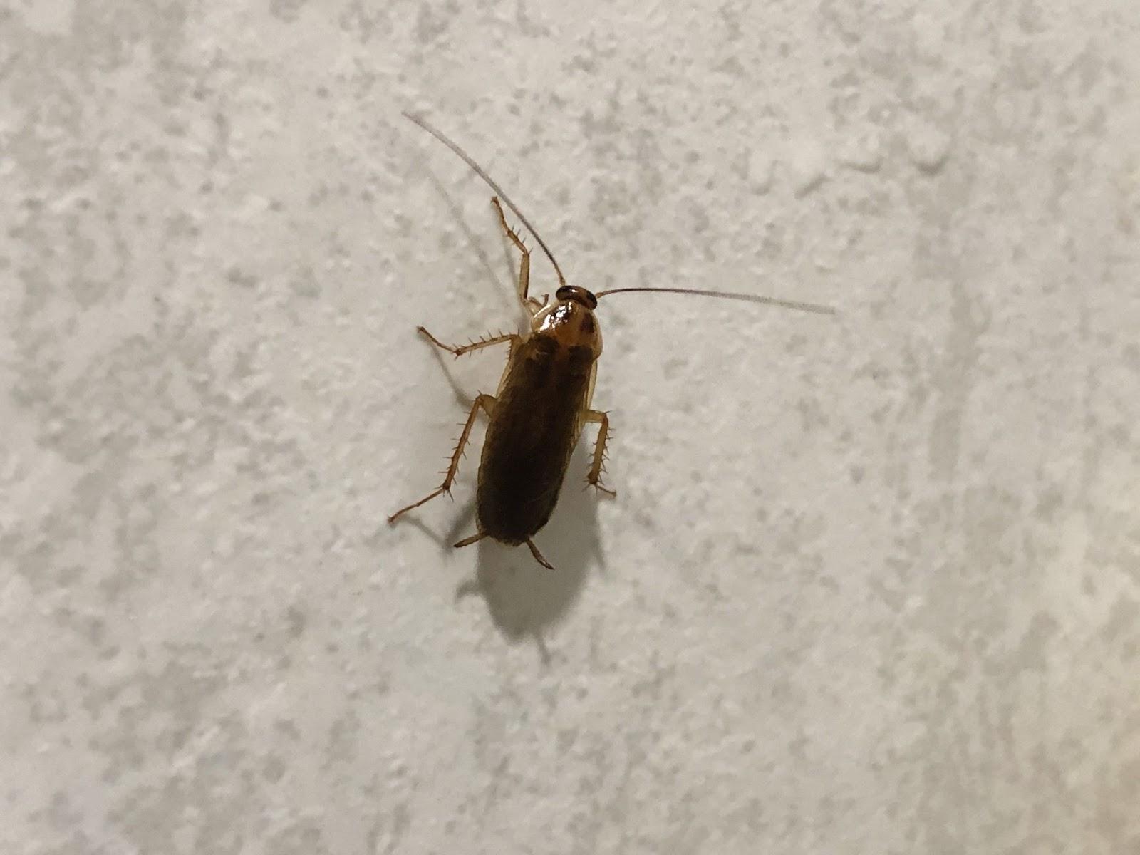 A German cockroach climbing a textured wall indoors, a common household pest known for spreading bacteria.