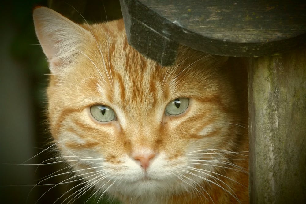 Orange Tabby Cat