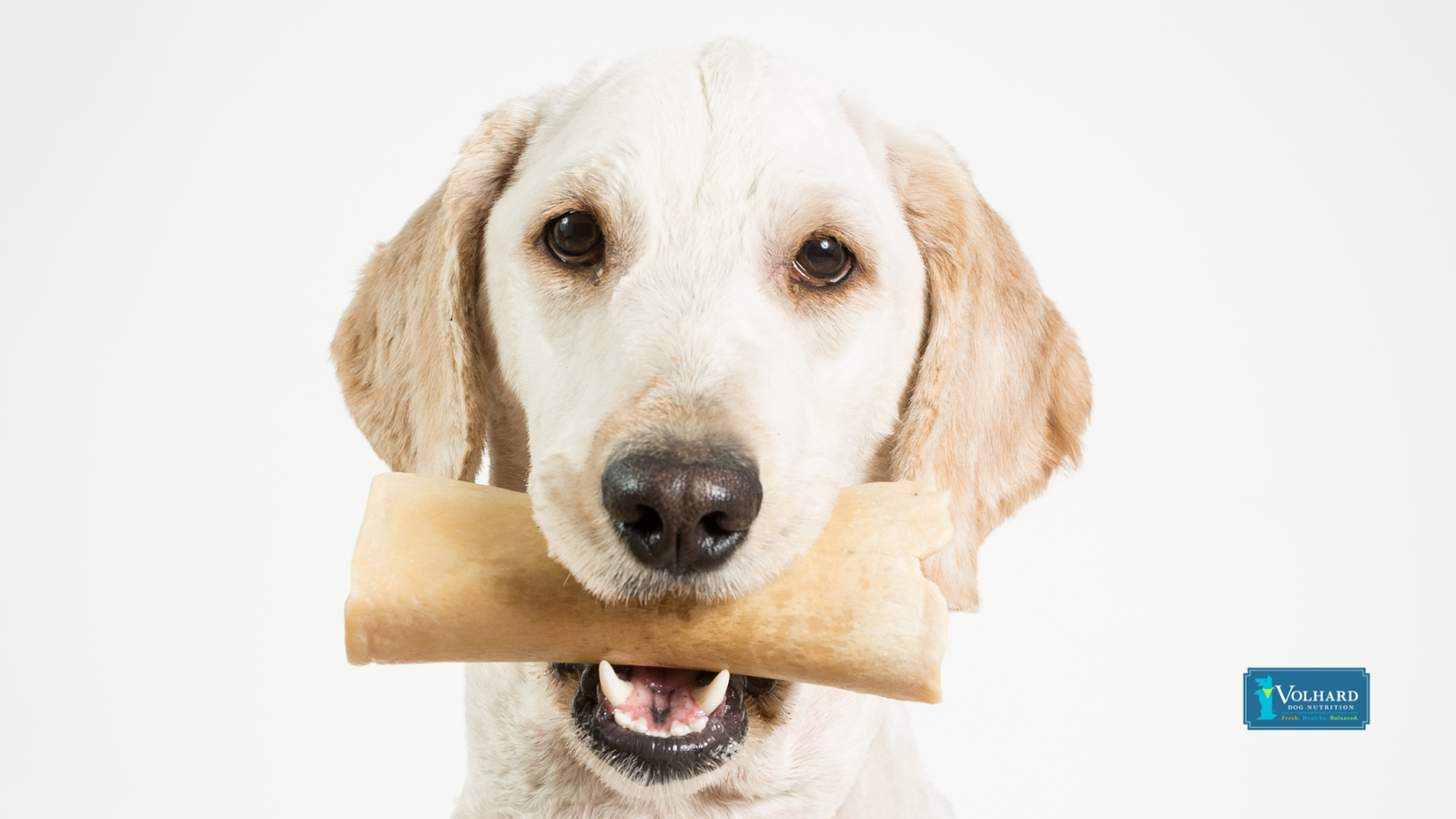 Are rawhide bones good for puppies best sale