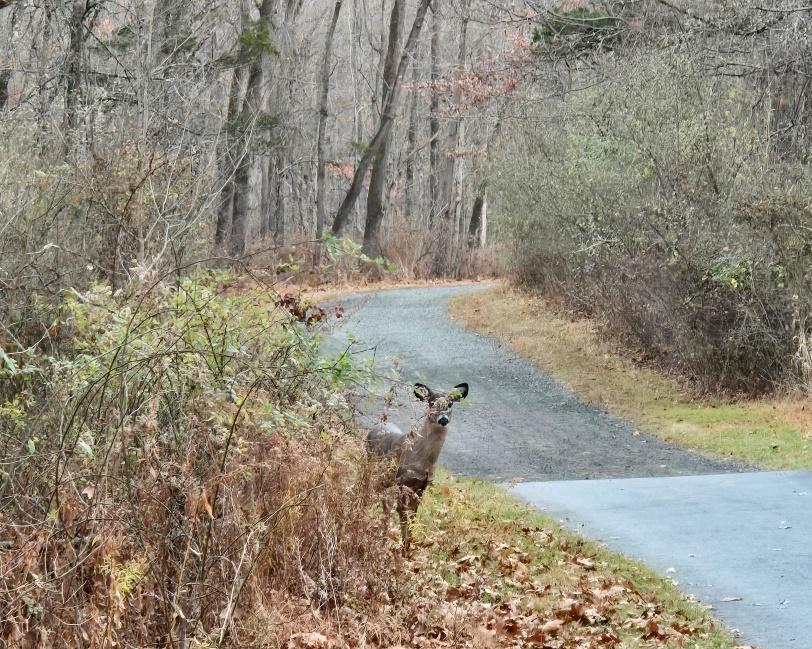 A deer standing on a road

Description automatically generated