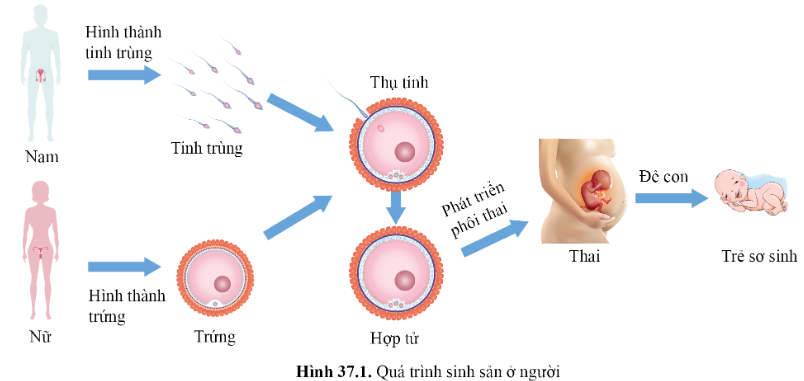 BÀI 37 - SINH SẢN Ở NGƯỜI