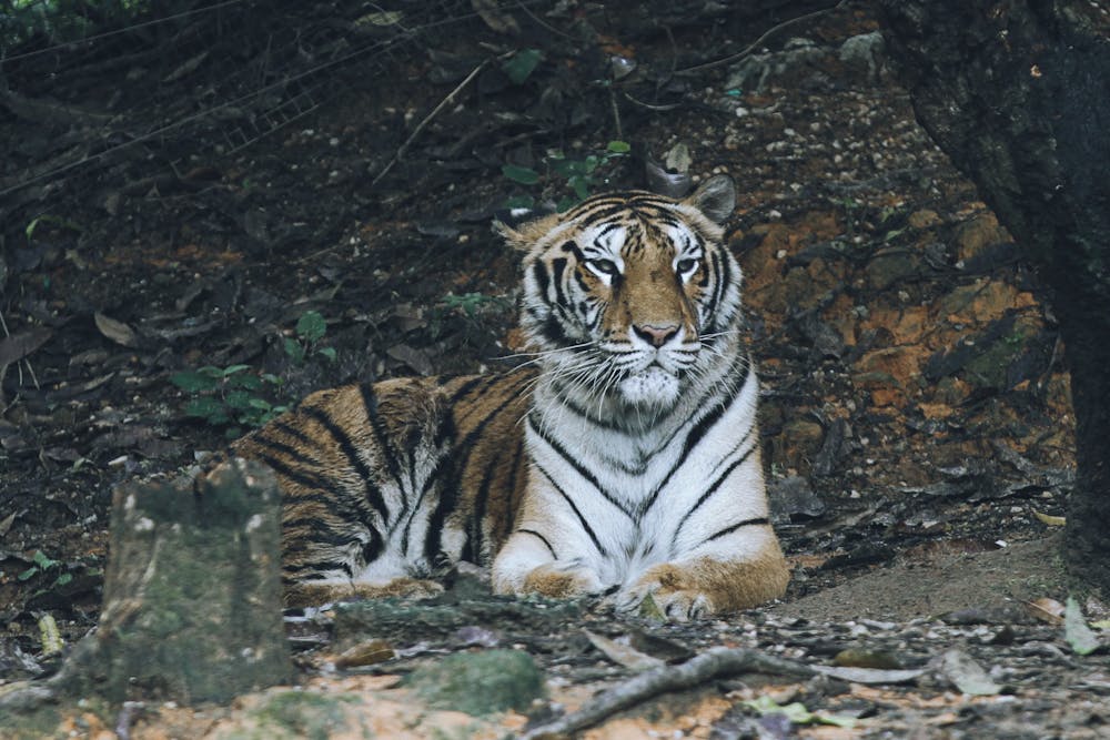 Tiger Lying Under the Trees