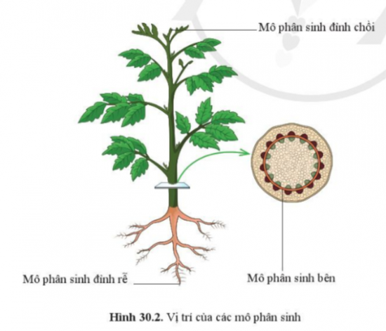 BÀI 30. SINH TRƯỞNG VÀ PHÁT TRIỂN Ở THỰC VẬT MỞ ĐẦUCâu hỏi: Quan sát hình 30.1, nêu mục đích đo chiều cao và đếm số lá cây ngô của các bạn trong hình.Đáp án chuẩn:Mục đích: chứng minh sự sinh trưởng và phát triển của cây ngô.II. MÔ PHÂN SINHCâu 1: Quan sát hình 30.2, chỉ vị trí của mô phân sinh.Đáp án chuẩn:Mô phân sinh đỉnh chồi: nằm ở đỉnh ngọn, đỉnh chổi, đỉnh cành,…Mô phân sinh đỉnh rễ: nằm ở chóp rễ.Mô phân sinh bên: phân bố theo hình trụ và hướng ra ngoài thân, cành,…Câu 2: Nêu vai trò của các mô phân sinh đối với sự sinh trưởng của câyĐáp án chuẩn:Mô phân sinh là nhóm các tế bào chưa phân hoá có khả năng phân chia tế bào mới và làm cho cây sinh trưởng.III. CÁC GIAI ĐOẠN SINH TRƯỞNG VÀ PHÁT TRIỂN Ở THỰC VẬTCâu 3: Quan sát hình 30.3 trình bày các giai đoạn sinh trưởng và phát triển tương ứng từ (1) đến  (7) của cây camĐáp án chuẩn:(1) Hạt cam được gieo vào đất.(2) Hạt nảy mầm.(3) Từ mầm cây phát triển thành cây con.(4) Từ cây con phát triển thành cây con lớn hơn.(5) Cây tăng trưởng mạnh.(6) Cây bắt đầu ra hoa.(7) Cây bắt đầu kết quả từ hoa.IV. ỨNG DỤNG SINH TRƯỞNG VÀ PHÁT TRIỂN Ở THỰC VẬT TRONG THỰC TIỄNCâu 4: Nêu các ứng dụng hiểu biết về sinh trưởng và phát triển ở thực vật để tăng năng suất cây trồngĐáp án chuẩn:Đưa ra các biện pháp kỹ thuật chăm sóc phù hợp, xác định được thời điểm thu hoạch; điều khiến yếu tố môi trường; trồng cây đúng mùa vụ, luân canh;..Câu hỏi 1: Nêu một số ví dụ về điều khiển yếu tố môi trường để kích thích sự sinh trưởng và phát triển ở thực vật.Đáp án chuẩn:Cung cấp nhiều nước, phân đạm cho cây lúa vào giai đoạn lúa chín đẻ nhánh và giảm nước, không bón phân vào giai đoạn lúa chín.Vận dụng 1Câu hỏi: Vì sao thường phải trồng cây đúng mùa vụ?Đáp án chuẩn:Vì giúp cây trồng có điều kiện thuận lợi nhất để sinh trưởng, phát triển và từ đó cho năng suất tối đa so với tiềm năng của nó.Vận dụng 2