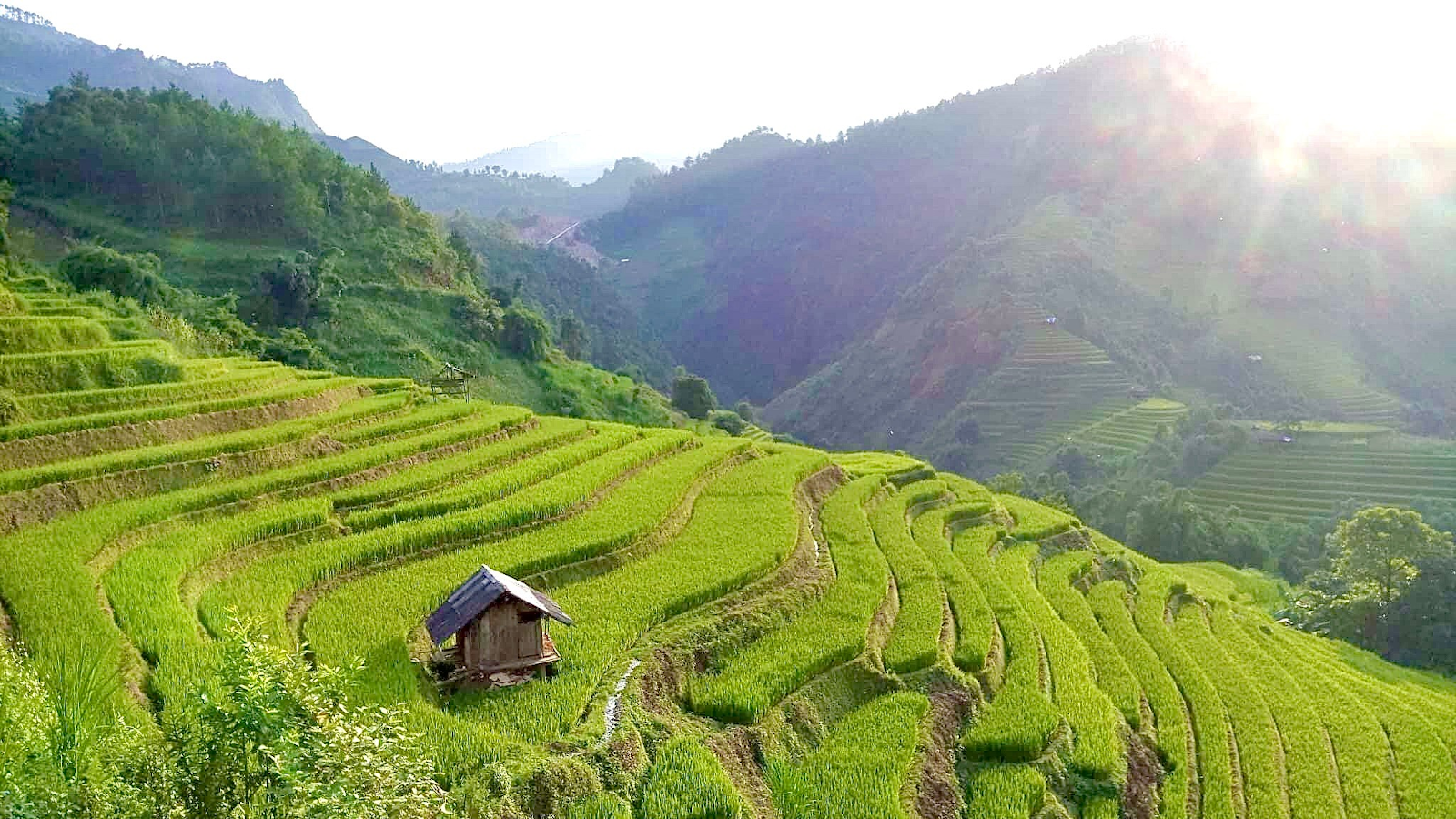 rice terrace in Ha Giang