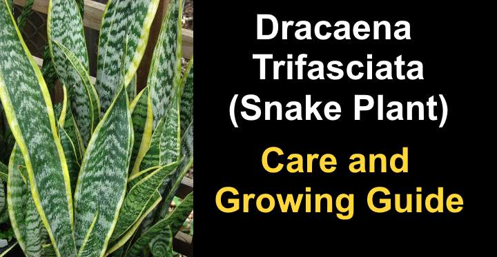 Dracaena Triasciata Care