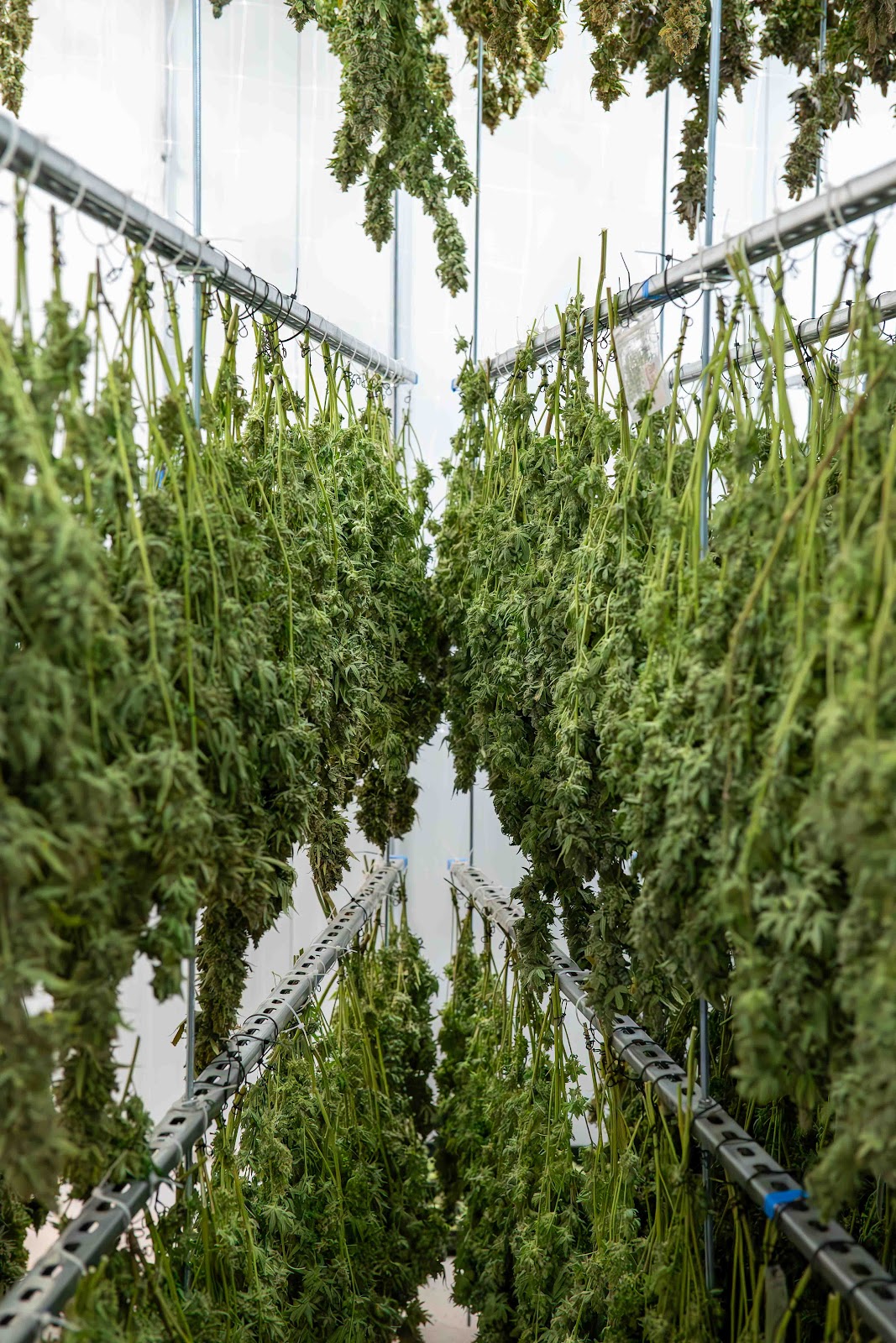 Image shows marijuana fresh after harvest hanging from metal rods at the stem to cure and dry in The Source Cannabis Arkansas’s cure room facility in Rogers, Arkansas.