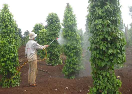 Người dân phun thuốc bảo vệ phần thân và tán lá tiêu