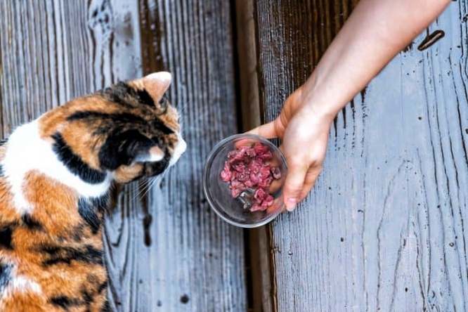 Serving your cat meat in a bowl