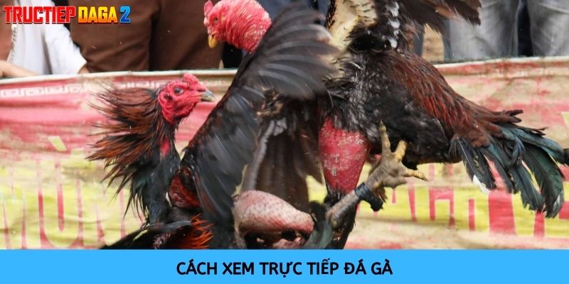 Cách thức xem trực tiếp các trận đá gà đơn giản, hấp dẫn