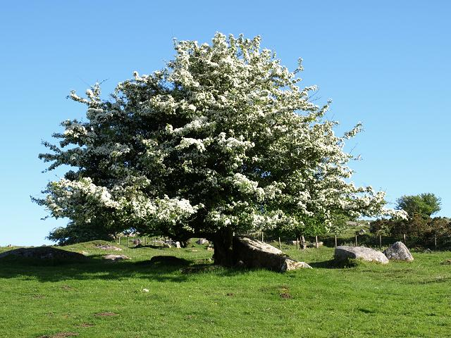 Hawthorn