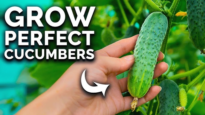 Growing Cucumbers Indoor